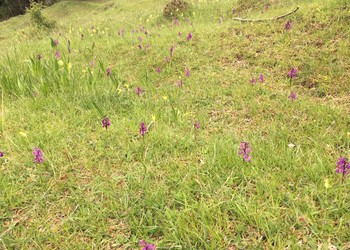 Pâturage sec d’importance nationale avec Orchis bouffon (Orchis morio) (Glovelier)