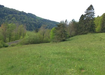 Pâturage sec de grande valeur découvert et cartographié grâce aux relevés de terrain (Glovelier)