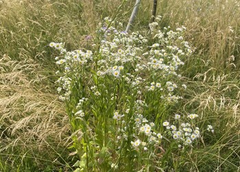 Secteur de prairie maigre intéressante pour la biodiversité, mais avec des Vergerettes annuelles (Erigeron annuus) faisant partie des espèces exotiques envahissantes. Des mesures de luttes sont proposées ici.