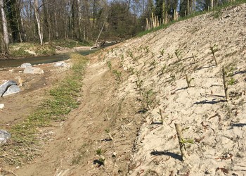 Lit de plançons et de boutures de saules en rive droite du delta du Ruisseau du Gondou (état avril 2020).