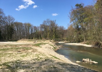 La Venoge se réapproprie les pied de berges (état avril 2020).