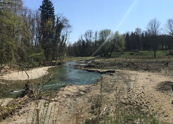 Comme prévu la rivière grignote les berges et redépose les matériaux en aval : la dynamique alluviale est en marche (état avril 2020).