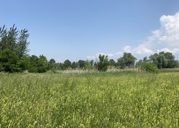 Etat initial (mai 2023) – Le projet prévoit la préservation de nombreuses zones de valeur de la réserve. Ici, une mosaïque diversifiée de milieux naturels (prairie, roselière, bosquets, cordon rivulaire, etc.)