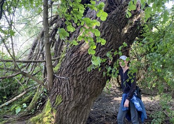 Etat initial (mai 2023) – Vieil arbre remarquable à préserver. Plusieurs éléments de ce type sont présents actuellement dans la réserve et représentent des structures très favorables pour la petite faune.