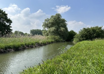 Etat initial (mai 2023) – Fossé phréatique traversant l’ensemble du secteur, avec son cordon rivulaire boisé et une roselière sur sa rive gauche.