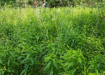 Etat initial (mai 2023) – Des mesures de luttes actives contre les néophytes invasives sont prévues par le projet. Ici, un foyer de Solidage géant (Solidago gigantea). 