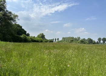 Etat initial (mai 2023) – Les mesures prévoient une diversification des milieux sur les grandes surfaces de prairies grasses avec l’aménagement de zones humides, de réseaux bocagers ou de jachères. 