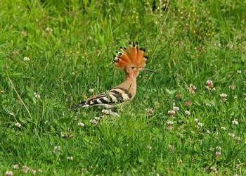 La Huppe fasciée se trouve dans les vergers haute-tige et milieux bocagers, où elle se nourrit de gros insectes qu’elle chasse au sol, nécessitant une végétation rase ou clairsemée. ©Imran Shah