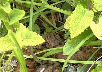 Vipère aspic à proximité de l’emprise du chantier 