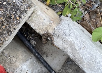 Queue d’une vipère aspic fuyant dans des interstices à proximité du chantier