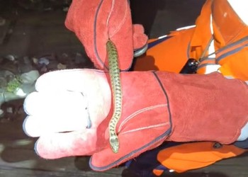 Capture et déplacement d’une Coronelle lisse (serpent non venimeux, en danger d’extinction) se déplaçant sur le ballast lors des travaux de nuit