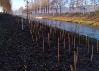 Travaux (novembre 2024) – Plantation des haies buissonnantes-arborescentes sur les berges