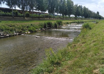 Etat initial (juillet 2020) – Profil trapézoïdal du cours d’eau et vue des 4 seuils successifs réduisant la migration piscicole et modifiant l’écoulement naturel des eaux.