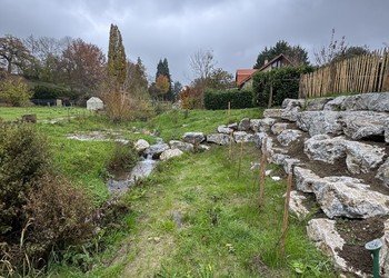 Etat réalisé (novembre 2024) – 6 mois après la fin des travaux de végétalisation. L’espace redonné au cours d’eau dans le secteur aval a permis de créer d’autres terrasses inondables.