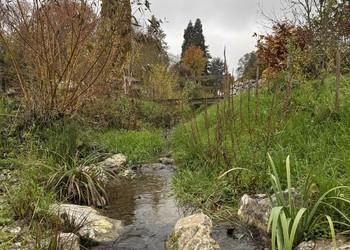 Etat réalisé (novembre 2024) – 6 mois après la fin des travaux de végétalisation. Des blocs, des souches et des surprofondeurs aménagés dans le lit mineur offrent désormais une bonne diversité de milieux aquatiques.