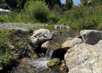 Etat réalisé (juillet 2024) – 2 mois après la fin des travaux de végétalisation. Des blocs, des souches et des surprofondeurs aménagées dans le lit mineur offrent désormais une bonne diversité de milieux aquatiques.