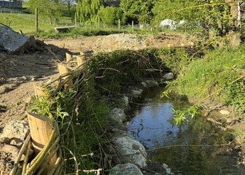 Travaux (mai 2024) – Stabilisation d’une niche d’érosion avec une fascine de saules vivants.