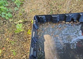 Travaux (septembre 2024) - Ecrevisses à pattes blanches capturées lors des travaux de stabilisation de berge.