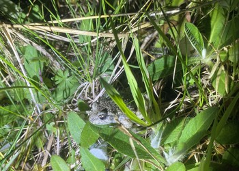 Crapaud accoucheur (Alytes obstetricans), statut Vulnérable en Suisse. St-Ursanne, 2024.