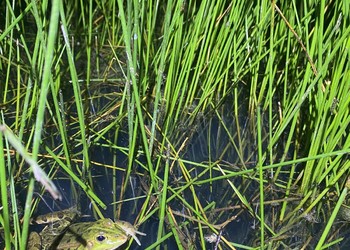 Grenouille de Berger (Pelophylax bergeri), du groupe des grenouilles vertes, espèce exotique en Suisse. Damphreux, 2023.