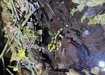 Salamandre tachetée (Salamandra salamandra), statut Vulnérable en Suisse. Glovelier, 2023.