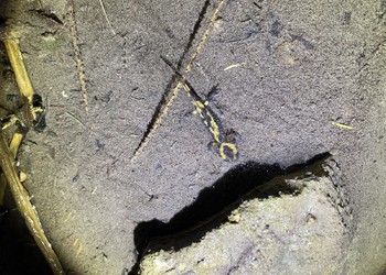 Larve de Salamandre tachetée (Salamandra salamandra), statut Vulnérable en Suisse. Glovelier, 2023.