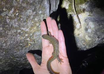 Triton crêté femelle (Triturus cristatus), statut En danger en Suisse. Damphreux, 2023.