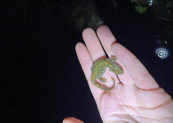 Triton alpestre femelle (Ichthyosaura alpestris), statut Non menacé en Suisse. Glovelier, 2023.