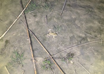Crapaud commun (Bufo bufo), statut Non menacé en Suisse. Damphreux, 2023.