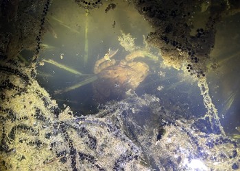 Grenouille rousse en amplexus avec un crapaud commun, entourés de pontes de crapaud commun. Damphreux, 2023.