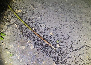 Têtards de crapaud commun et de grenouille rousse. Courfaivre, 2024