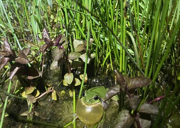 Suivi des effets de la protection des biotopes en Suisse (WBS) – sites IBN du canton du Jura (JU)