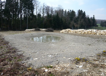 Etat réalisé (avril 2009) – aménagement réalisés sur le passage à faune supérieur du Bos d’Estai (mares, tas de branches, murgiers, …)