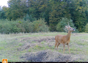 Chevreuil européen (Capreolus capreolus) sur le passage supérieur du Bos d’Estai, LC (non menacé), septembre 2024
