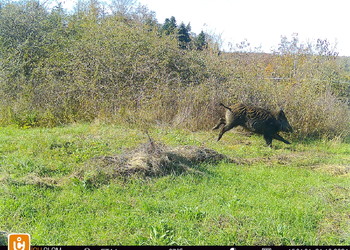 Sanglier (Sus scrofa) en fuite sur le passage supérieur du Bos d’Estai, LC (non menacé), octobre 2024