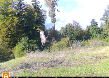 Buse variable (Buteo buteo) en vol sur le passage supérieur du Bos d’Estai, LC (non menacé), septembre 2024