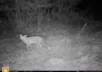 Renard roux (Vulpes vulpes), sur le passage supérieur du Bos d’Estai, LC (non menacé), septembre 2024