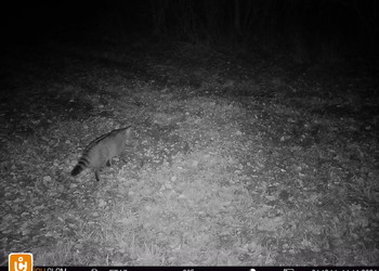 Chat sauvage (Felis silvestris) sur le passage supérieur du Bos d’Estai, NT (potentiellement menacé), novembre 2024