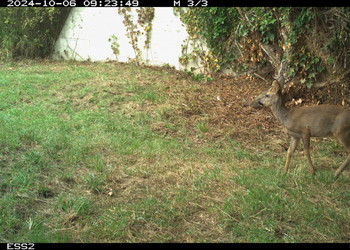 Chevreuil européen (Capreolus capreolus) dans le passage inférieur des Essapeux, LC (non menacé), octobre 2024