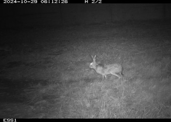 Lièvre brun (Lepus europaeus) dans le passage inférieur des Essapeux, VU (vulnérable), octobre 2024