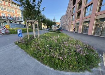 Végétalisation de la nouvelle place des Bennelats à Porrentruy (JU)