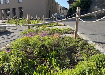 Etat réalisé (mai 2025) – Désimperméabilisation et végétalisation avec des plantes vivaces indigènes pour améliorer la biodiversité et pour marquer la séparation entre les voitures et les piétons
