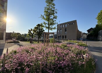 Etat réalisé (mai 2025) – Développement au 1er printemps des arbres et de la végétation au pied