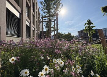 Etat réalisé (mai 2025) – Développement au 1er printemps des arbres et de la végétation au pied