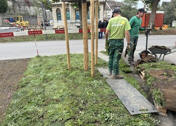 Travaux (juin 2024) – Mise en place de rouleaux de fleurs sauvages afin d’obtenir rapidement une couverture du sol et un joli développement fleuri (rapide)