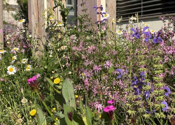 Etat réalisé (mai 2025) – Belle floraison diversifiée des rouleaux de fleurs sauvages