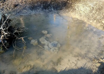 Etat réalisé (mars 2025) – Pontes de Grenouille rousse dans la mare du Peu Champ à Soulce moins de 2 mois après le curage