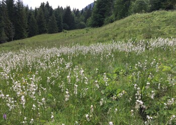 Marais en pente inventorié dans le cadre du mandat