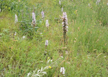 Herbage maigre avec Dactylorhiza maculata cartographié dans le cadre du mandat