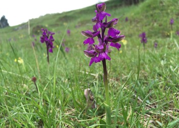 Orchis bouffon observée dans un pâturage sec